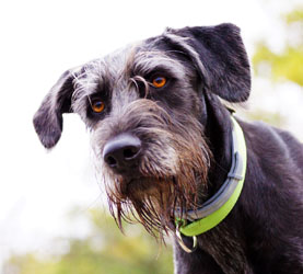 Hundebetreuung Friedrichshain 1